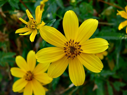 {Bidens polylepis}